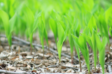 grass dew rain macro fresh green eco