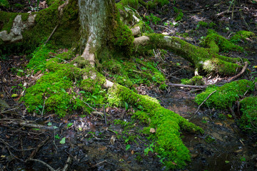 Fototapeta premium 苔生す樹の根