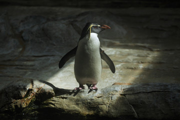 Northern rockhopper penguin (Eudyptes moseleyi).