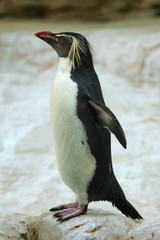 Fototapeta na wymiar Northern rockhopper penguin (Eudyptes moseleyi).