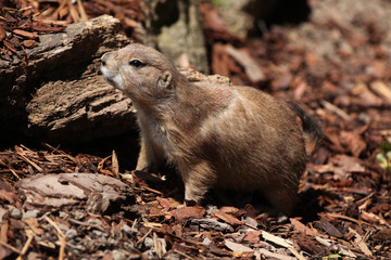 Black-tailed prairie dog (Cynomys ludovicianus).