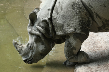 Fototapeta premium Indian rhinoceros (Rhinoceros unicornis).