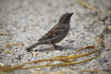 House sparrow (Passer domesticus).