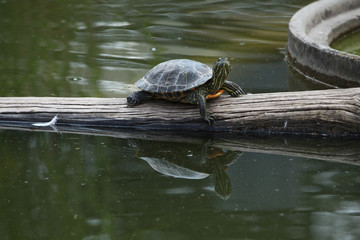 Obraz premium Red-eared slider (Trachemys scripta elegans).