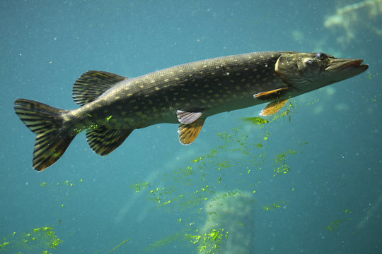 Northern pike (Esox lucius).