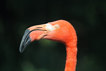 Fototapeta premium Caribbean flamingo (Phoenicopterus ruber ruber)