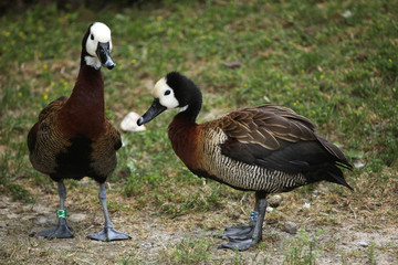 White-faced whistling duck (Dendrocygna viduata).