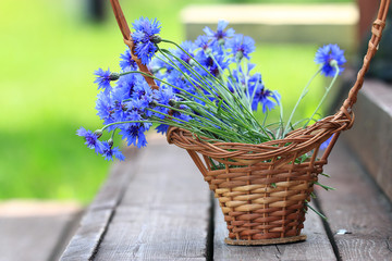 wild flowers in the field