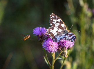 Anflug auf von Schmetterling besetzte Distel