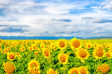 Fototapeta premium Sunflowers on a large field of sunflowers