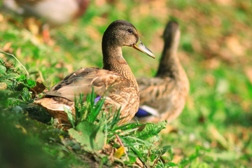 ducks in a city park