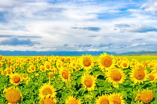 Sunflowers on a large field of sunflowers