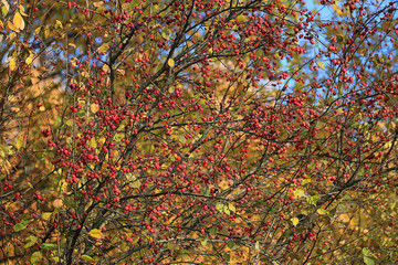 yellow autumn leaves background fall