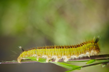 caterpillar