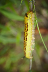 caterpillar