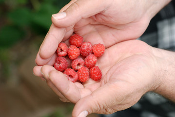 raspberry in hand