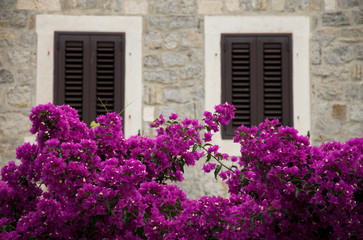 Fototapeta na wymiar Closed windows surrounded by flowers