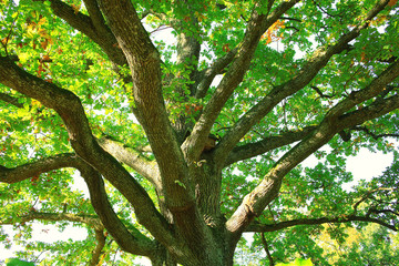 Summer in the city park landscape