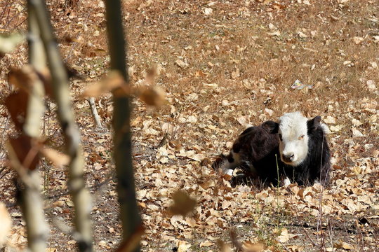 Tibetan dzo or cow-yak hybrid. Gepelwater Mill area-Tibet. 1657