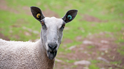 Obraz premium Bluefaced Leicester Sheep