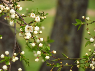 цветы вишни