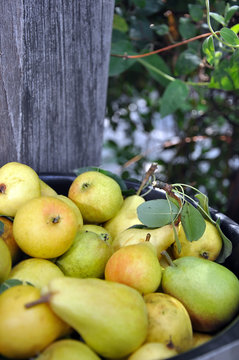 Heap of ripe sweet pears