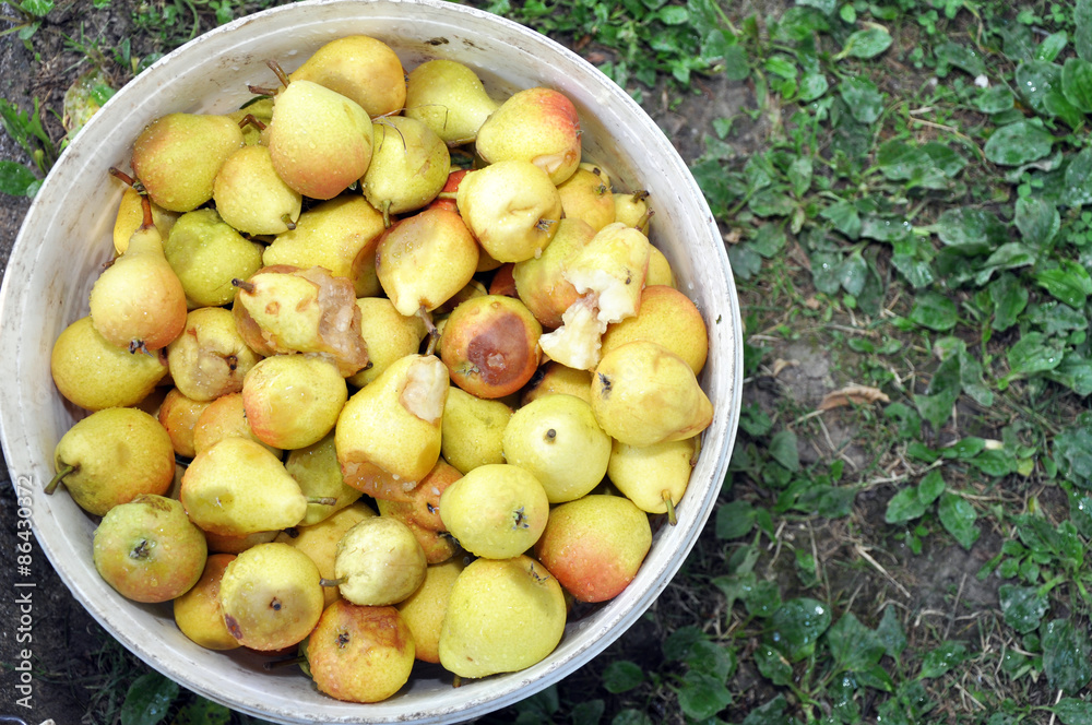 Wall mural organic fresh sweet pears