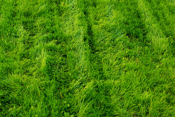 Mowing grass