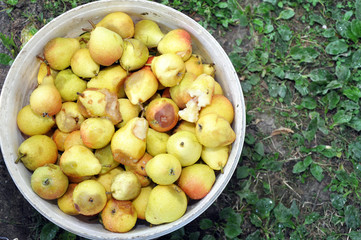 Organic fresh sweet pears