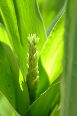 Jeune pousse de Maïs 