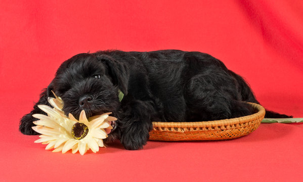 Miniature Schnauzer puppy sleeping with flower