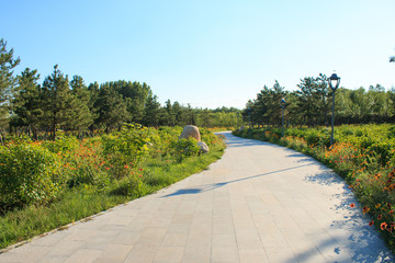 Sidewalk in the summer park