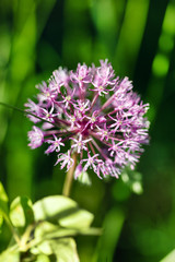 onion flower
