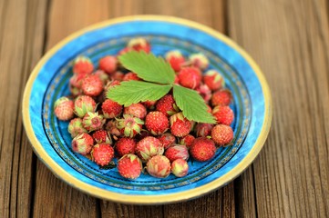 Wild strawberries Fragaria viridis in blue plate with green stra
