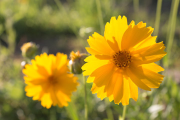 Yellow daisy