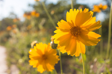 Obraz premium Yellow daisy