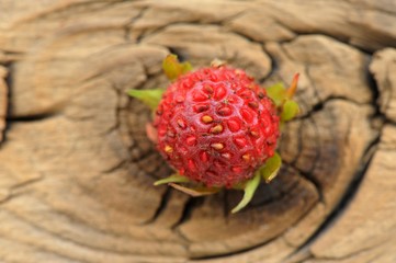 One wild strawberry Fragaria viridis on cracked wooden board