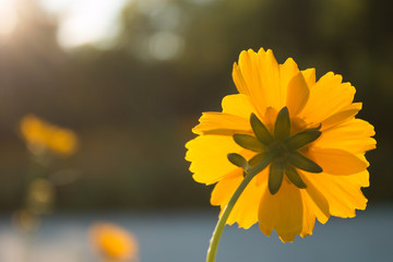Yellow daisy