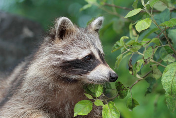 Naklejka premium raton laveur en nature