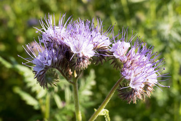 Flowers of Phacelia tanacetifolia.