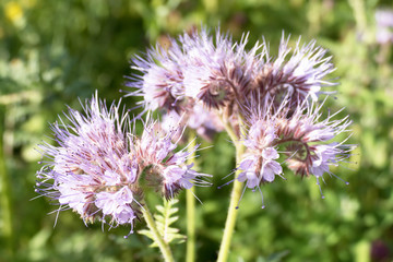 Flowers of Phacelia tanacetifolia.
