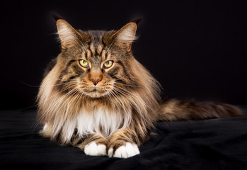 Maine Coon cat