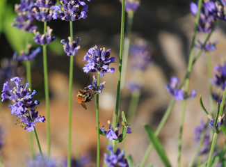 Obraz premium Bumblebee