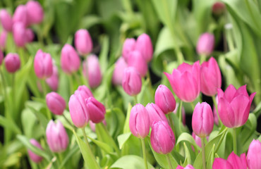 colorful tulips, tulips in garden