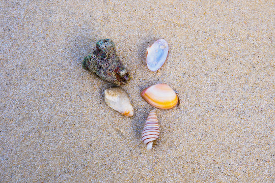 Various shells on beach