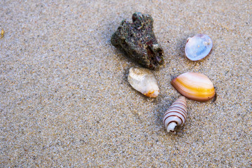 Various shells on beach