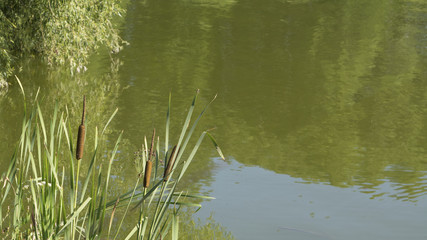 Reed grass on the river bank