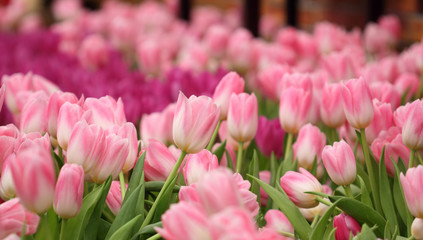 colorful tulips, tulips in garden