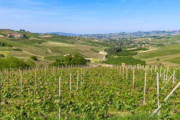 Fototapeta na wymiar Hills and vineyards in Piedmont, Italy.