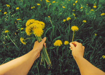 Fototapeta premium POV image of picking dandelions